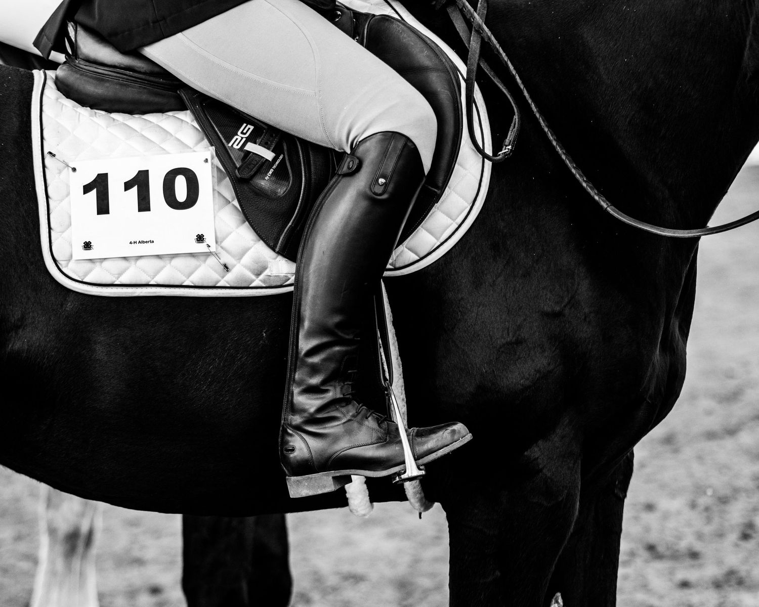 Close-up black and white photo of equestrian gear including saddle and competition number 110. 4H