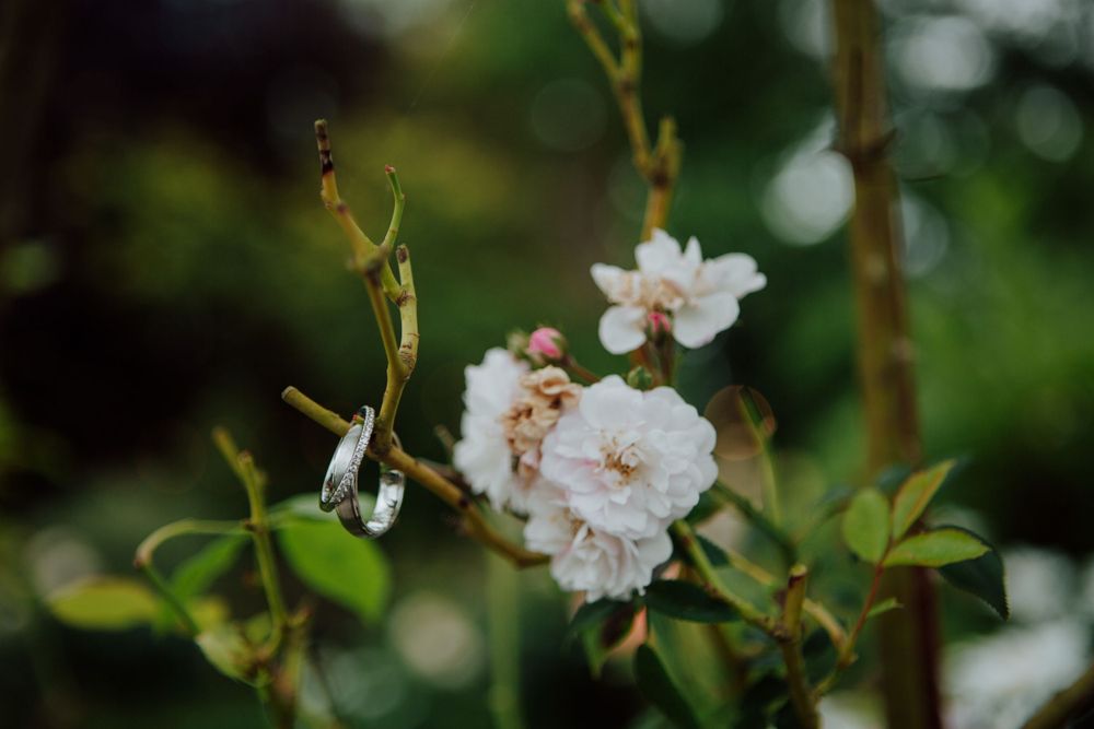Delicate white roses blooming in soft focus with green foliage background.