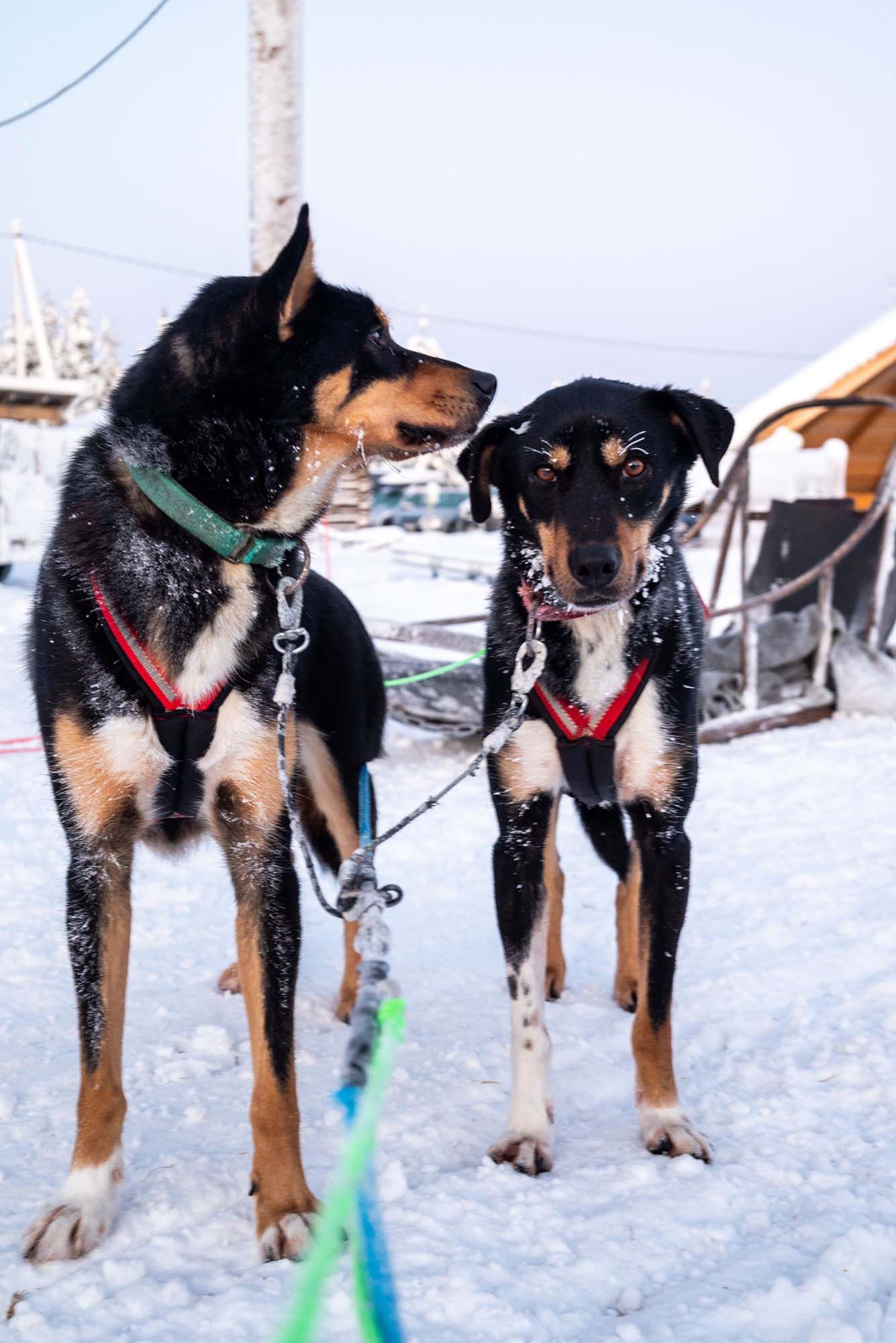 A row of black and tan sled dogs wearing red and green harnesses stand in snowy conditions.