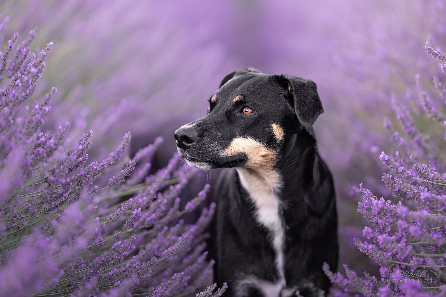 photographe chien
séance photo chien
photographie animaux de compagnie
portrait de chien
photo chien extérieur
photographe Drôme Valence