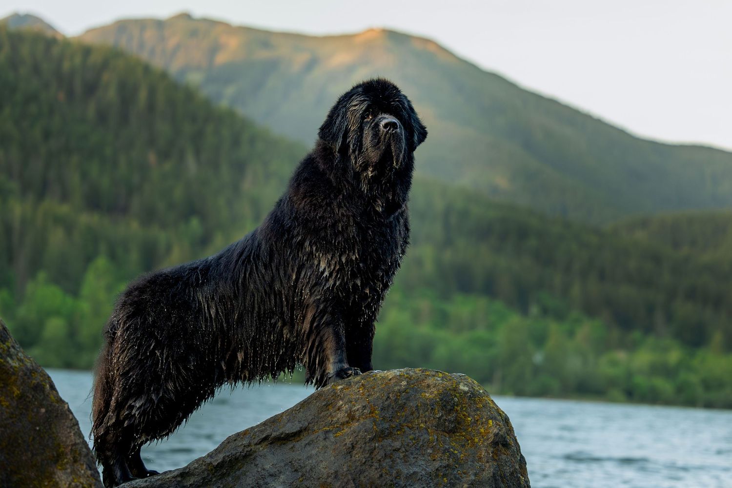 Dog portrait photographed at Rattlesnake Ledge