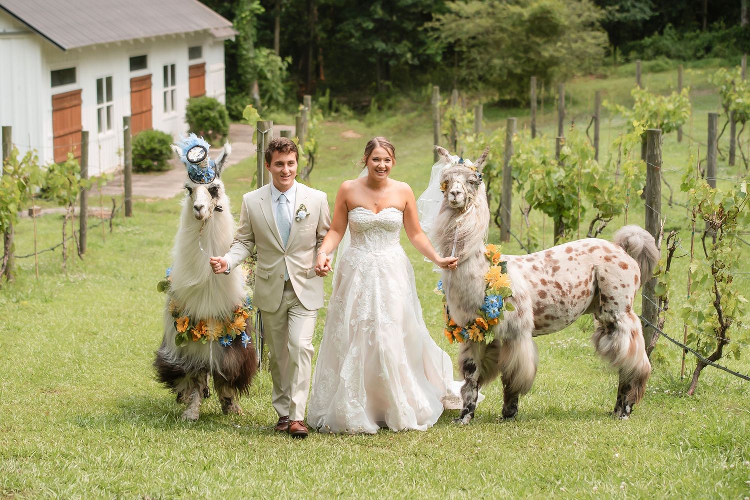 A romantic moment between newlyweds embracing in a vineyard with lush green foliage in the background.