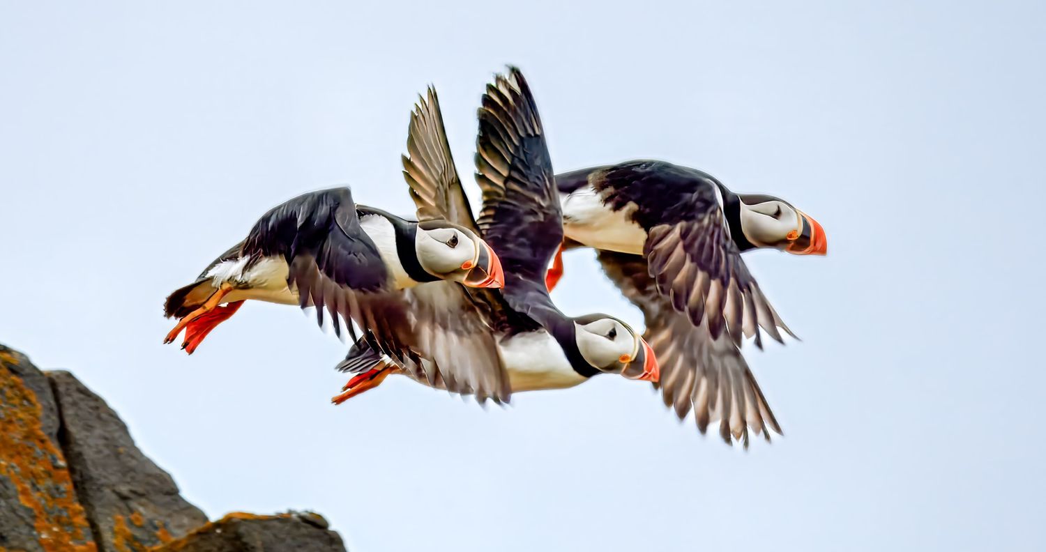 Two Atlantic puffins in flight with spread wings soar together against a blue sky near rocky cliffs.