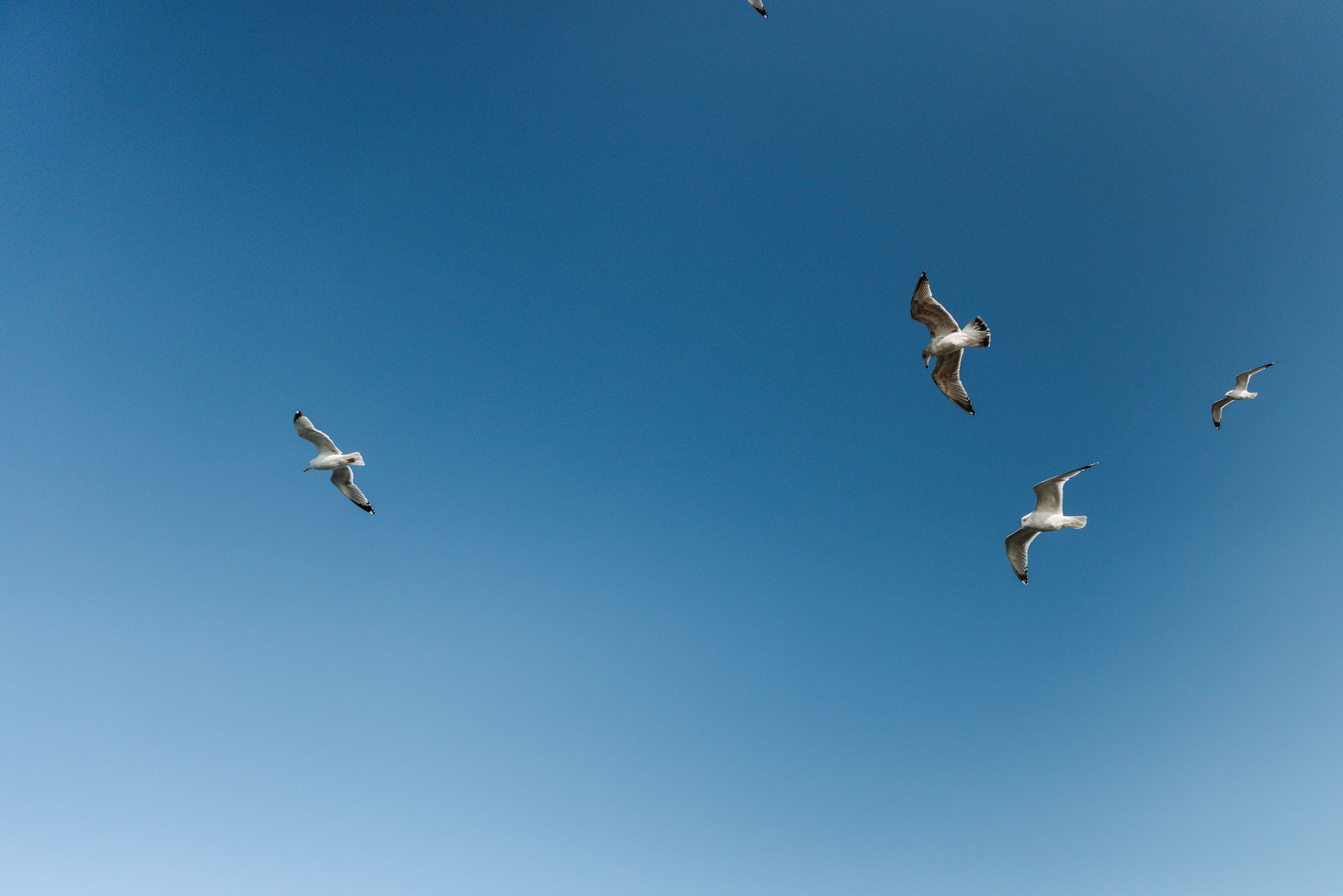 Birds soaring against a bright blue sky in a panoramic sequence.