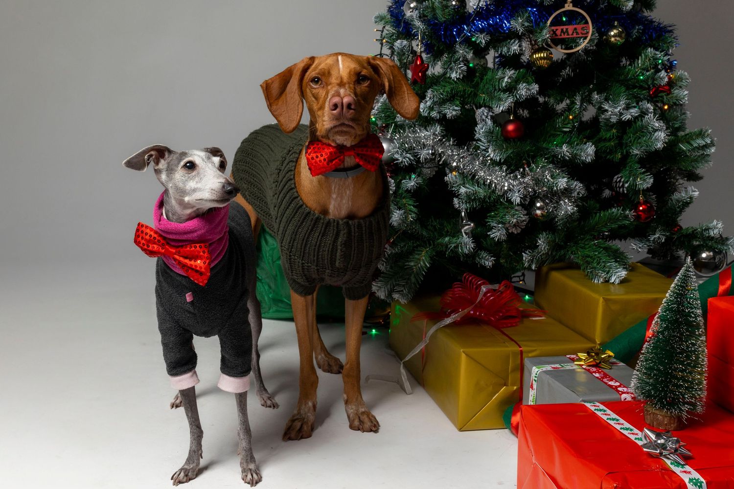 Perro pequeño con adornos y juguetes navideños en estudio. Dog Photo Christmas Barcelona por Daniel Giménez fotógrafo.