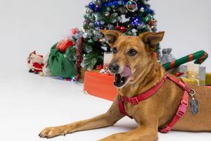 Perro marrón tumbado junto a árbol de Navidad decorado. Dog Photo Christmas Barcelona por Daniel Giménez fotógrafo.