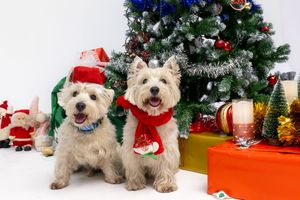 Perro con accesorios festivos navideños en Dog Photo Event. Fotografía temática de Navidad para mascotas en Barcelona.