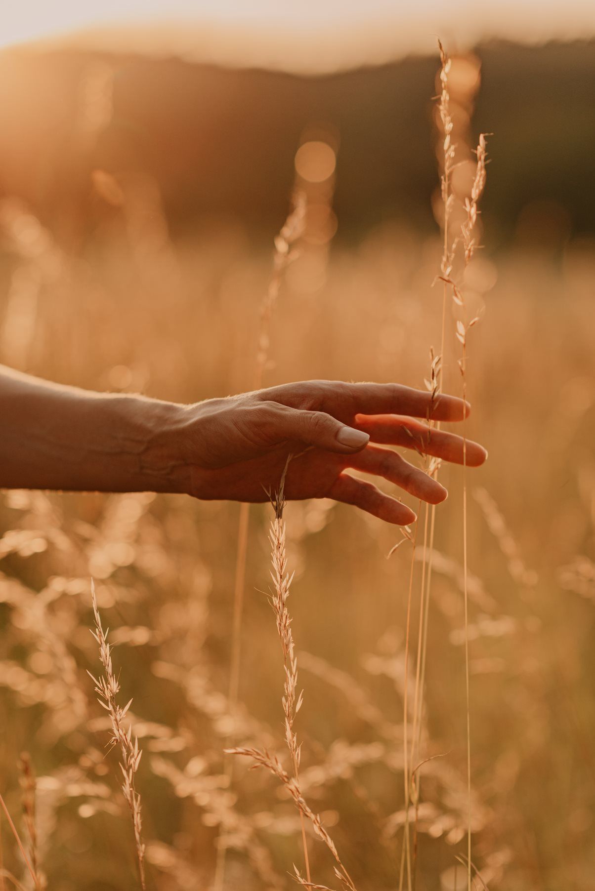 Hand reaching out to touch golden wheat stalks in warm sunset light.