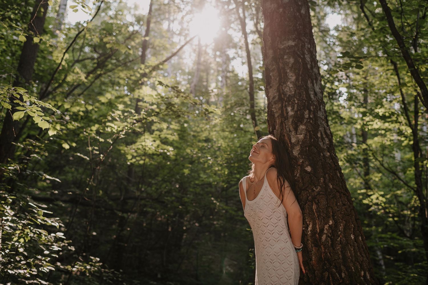 Sun-drenched forest photography with golden light streaming through tall pine trees.