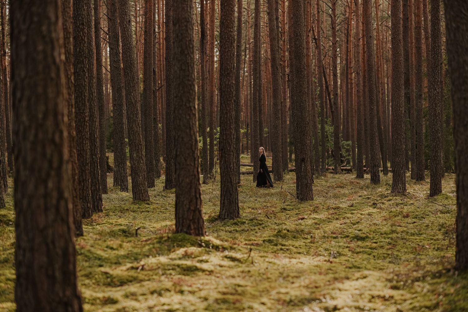 Tall pine trees line a peaceful forest path bathed in golden sunlight.
