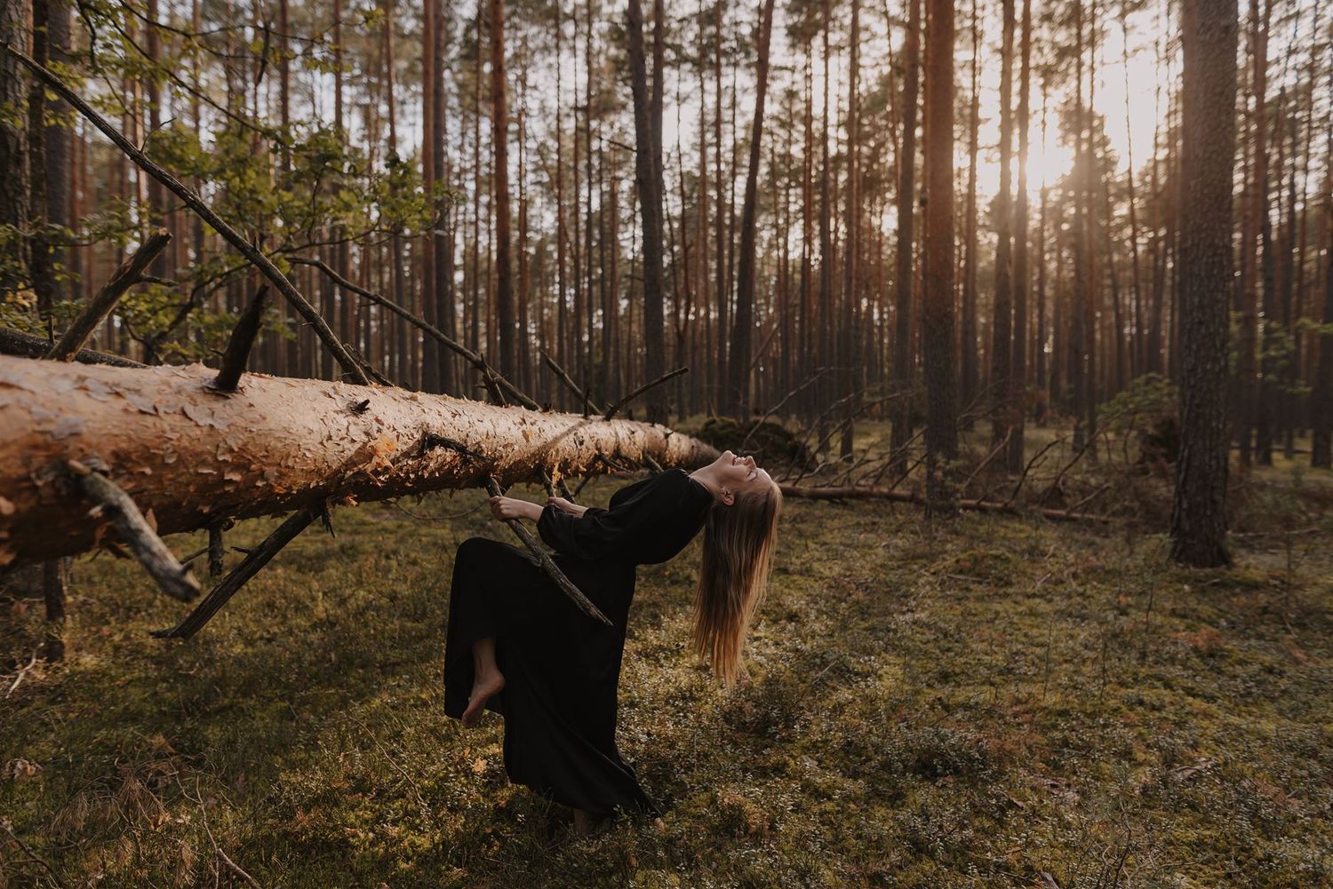 Panoramic view of a misty pine forest with straight trunks stretching into the distance.