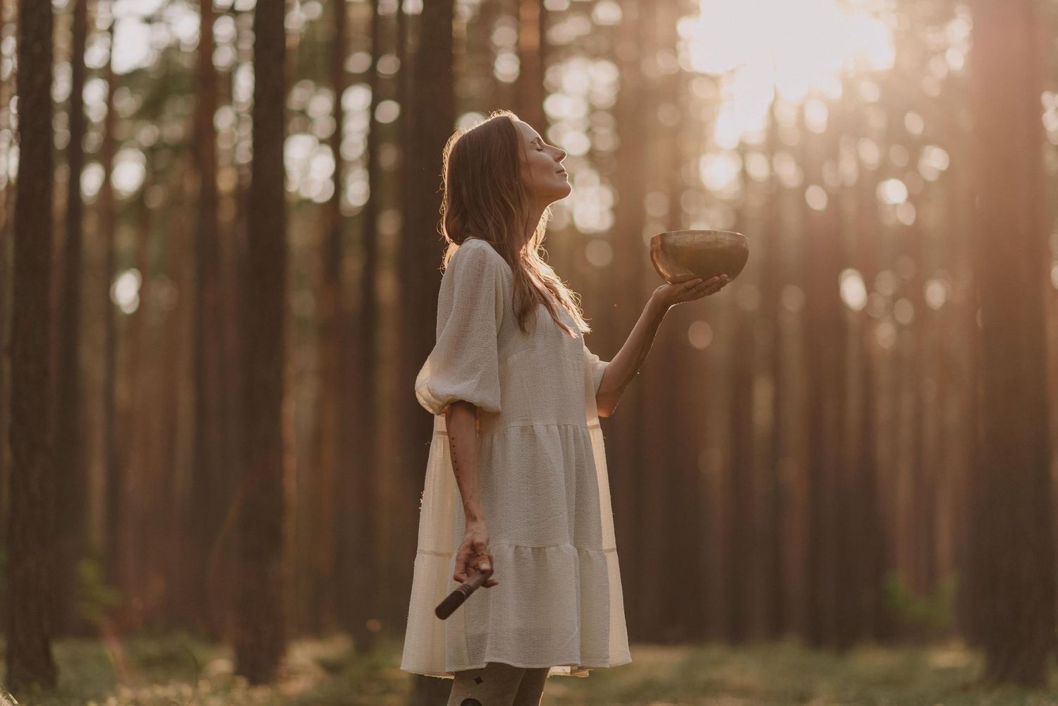 A dreamy sunset filters through tall pine trees in a moody forest setting.
