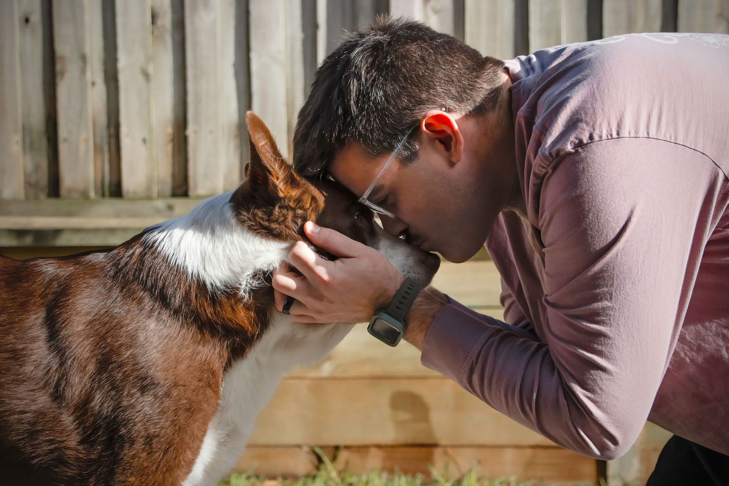 Senior and End of Life Dog Photographer Melbourne Kelpie x