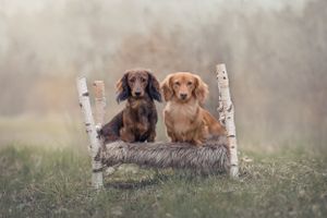 Hundporträtt av två taxar som sitter på en säng gjord av björkpinnar.