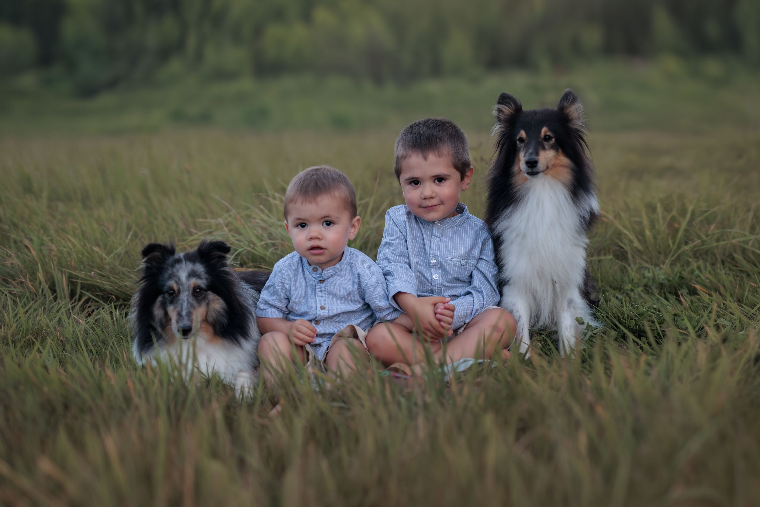 Foto på två små pojkar och deras två hundar. hundarna är av rasen shelties.