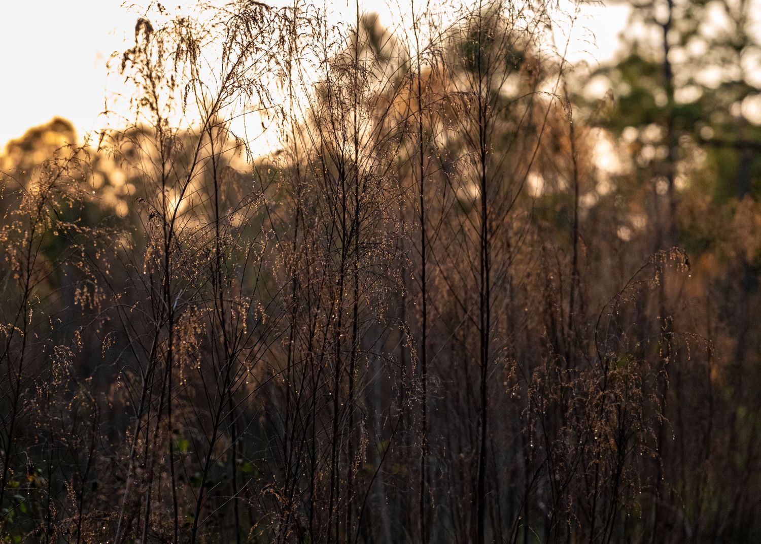 Silhouetted tree branches against golden sunset sky.
