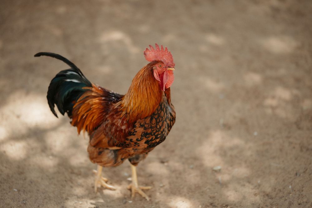 Colorful rooster with orange and black feathers standing on dirt ground.