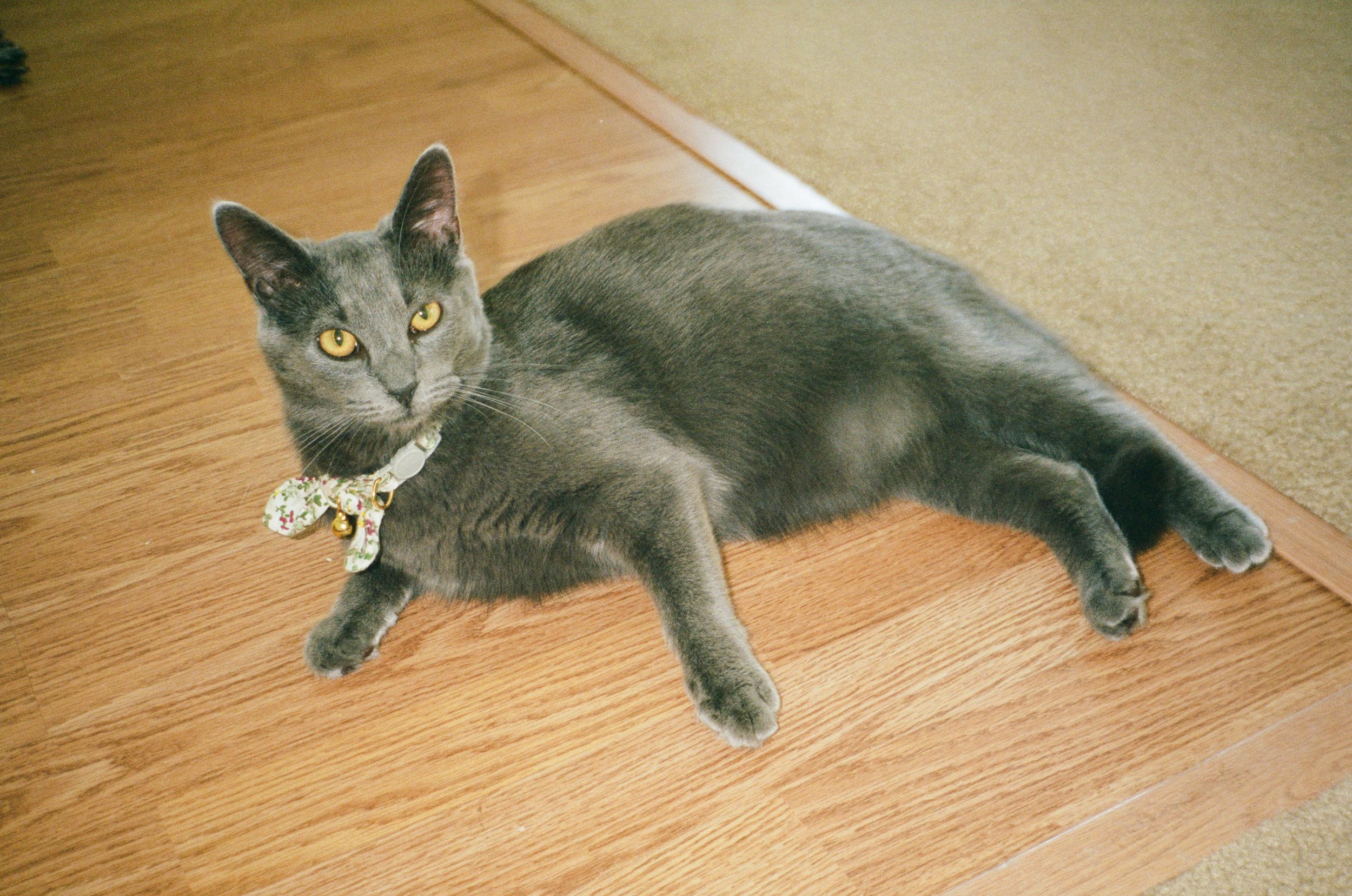 Gray cat with yellow eyes wearing a floral collar, lounging on hardwood floor.