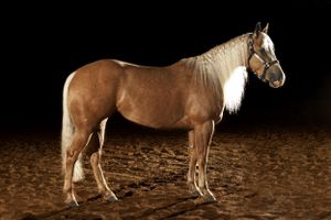 palomino horse standing in an arena