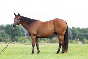sale horse photos, conformation, horse photographer