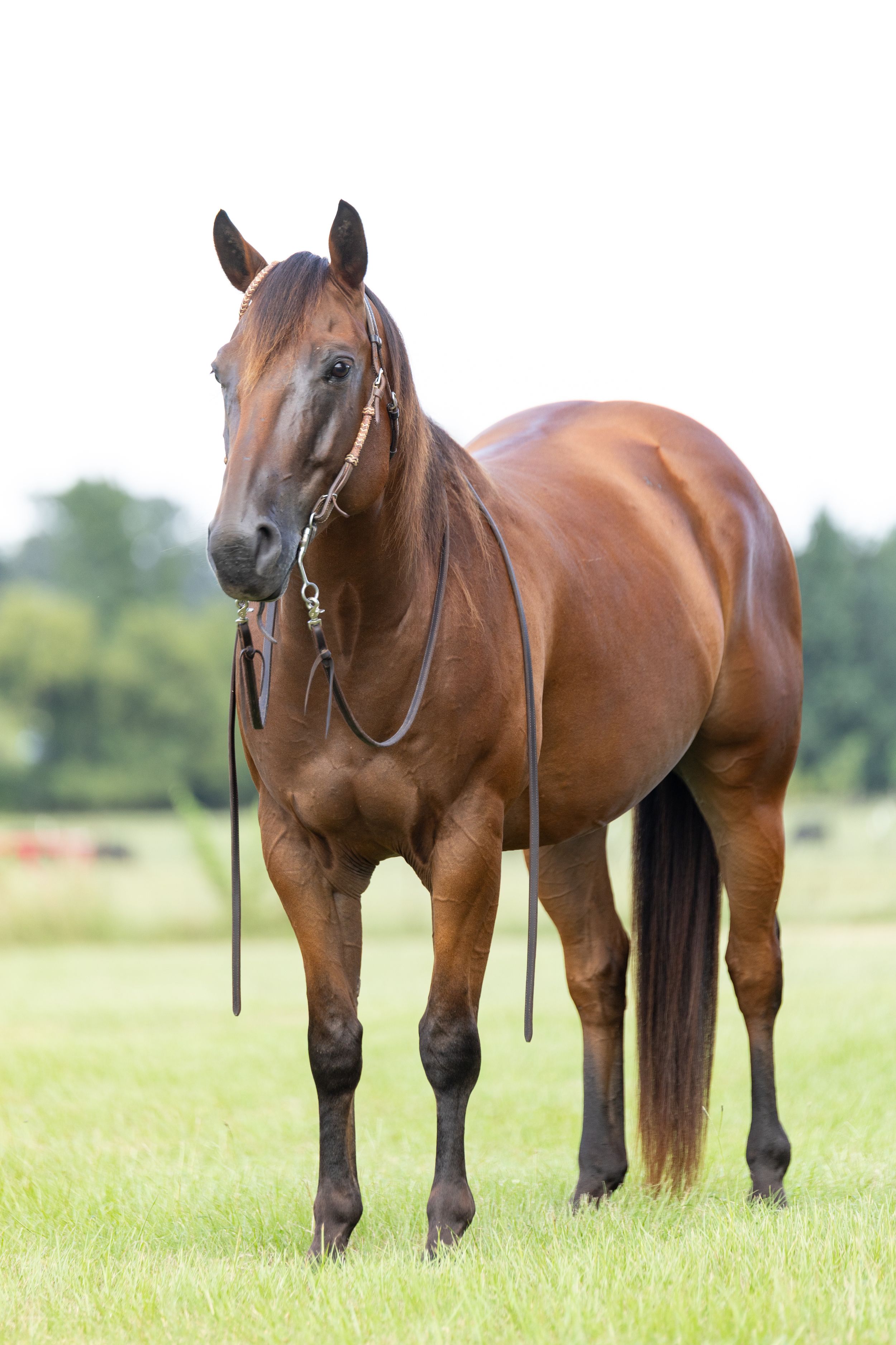 elite horse auctions, horsebid, consignment, horse sale, Platinum Equine Auction, Premier equine auctions, photography