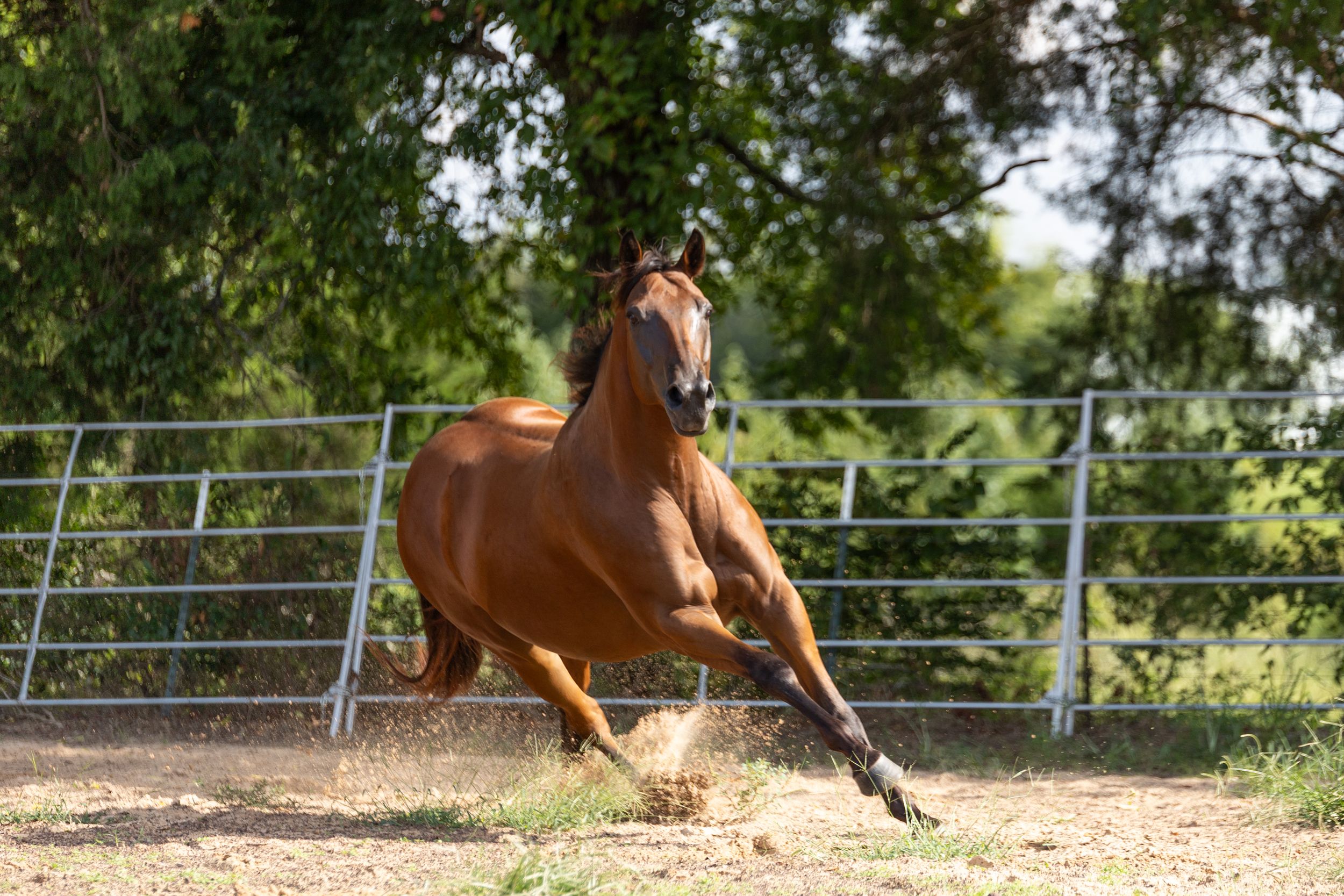 bay horse running, sale horse photos