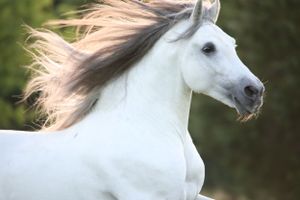 grey stallion running through the filed with sunlight illuminating his mane