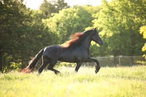 friesian stallion running through a grassy field at sunrise