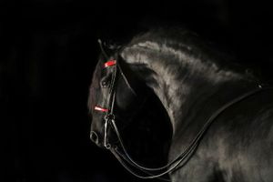 black horse wearing a red bridle photographed on a black background