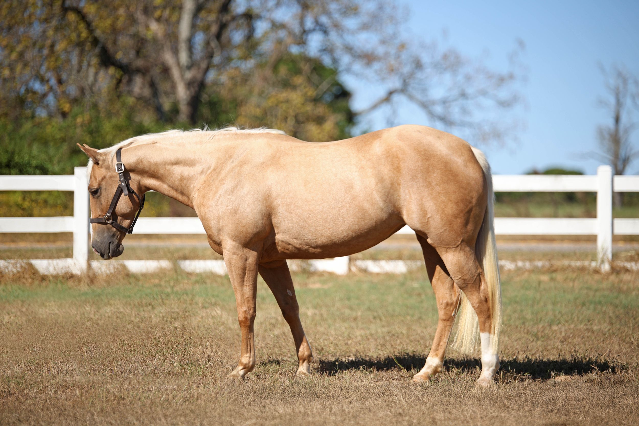 horse sale photographer, Mineola, Texas, Clovis, Elite, Platinum, Horsebid, conformation,