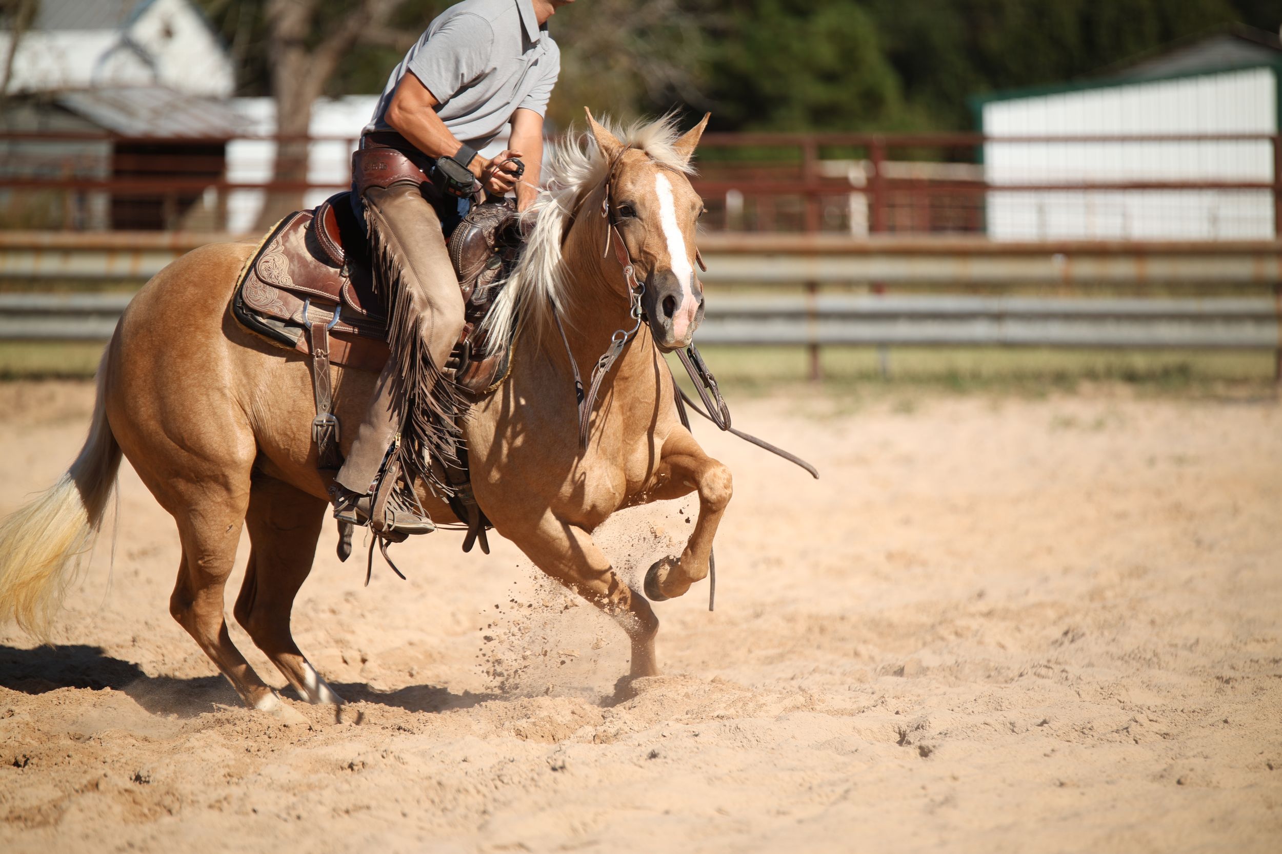 sale horse photographer, palomino cutting mare working flag during a sale horse session