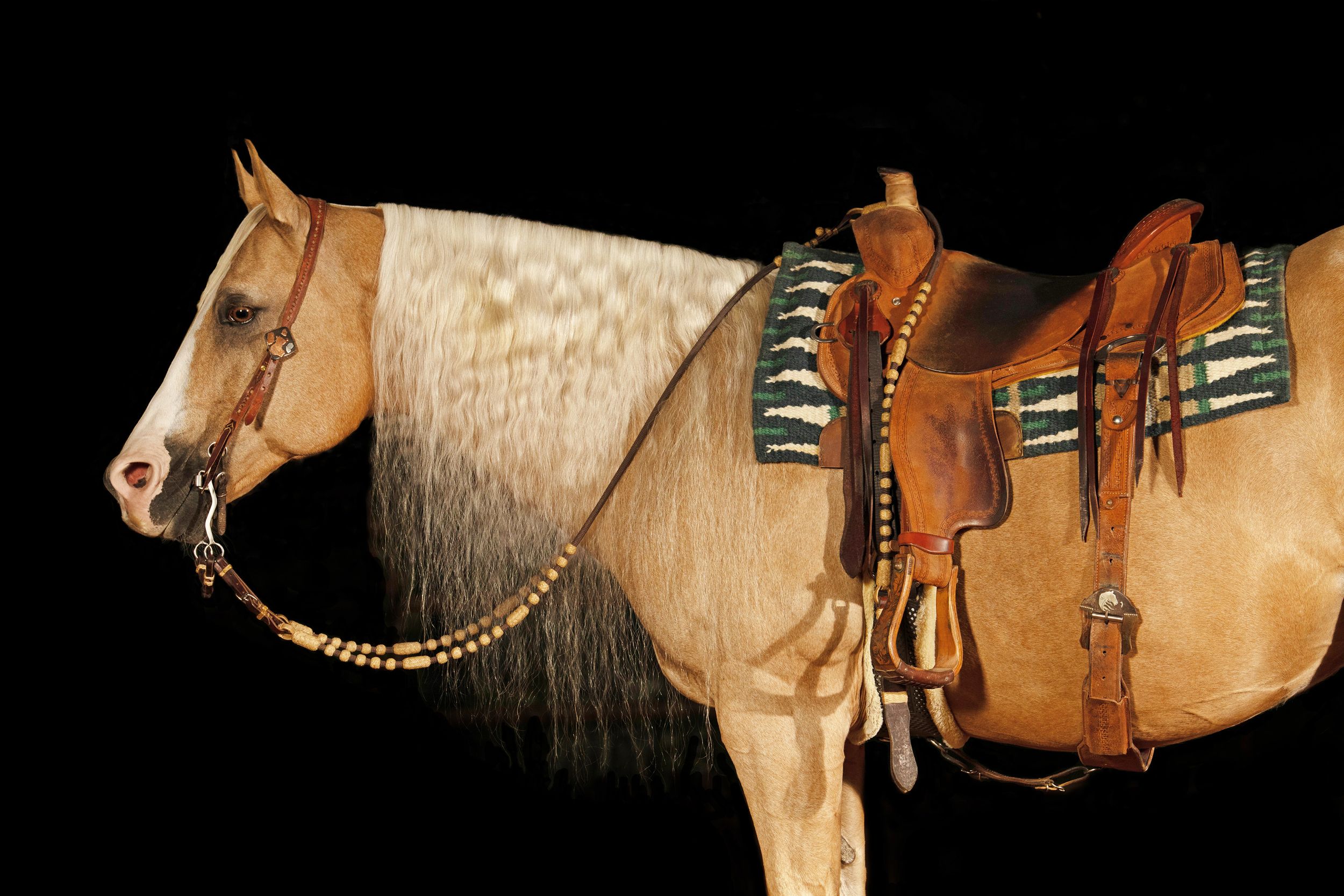 palomino horse in western tack against a black background, Grand Saline Texas, equine photographer