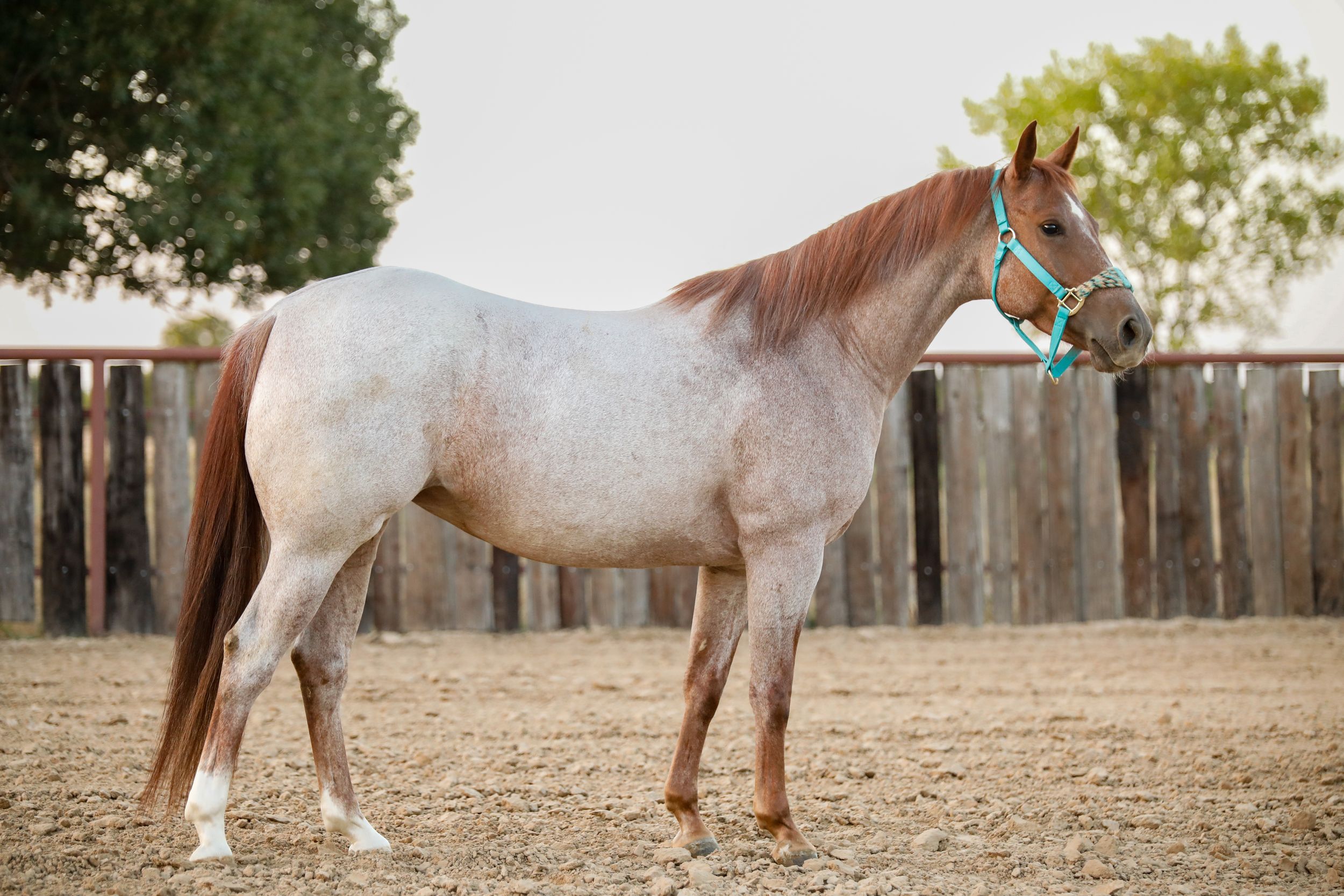 red roan mare sale horse conformation photo