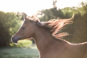 bay horse running in the early morning light