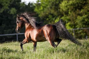 bay horse with long flowing mane and tail prancing through a field