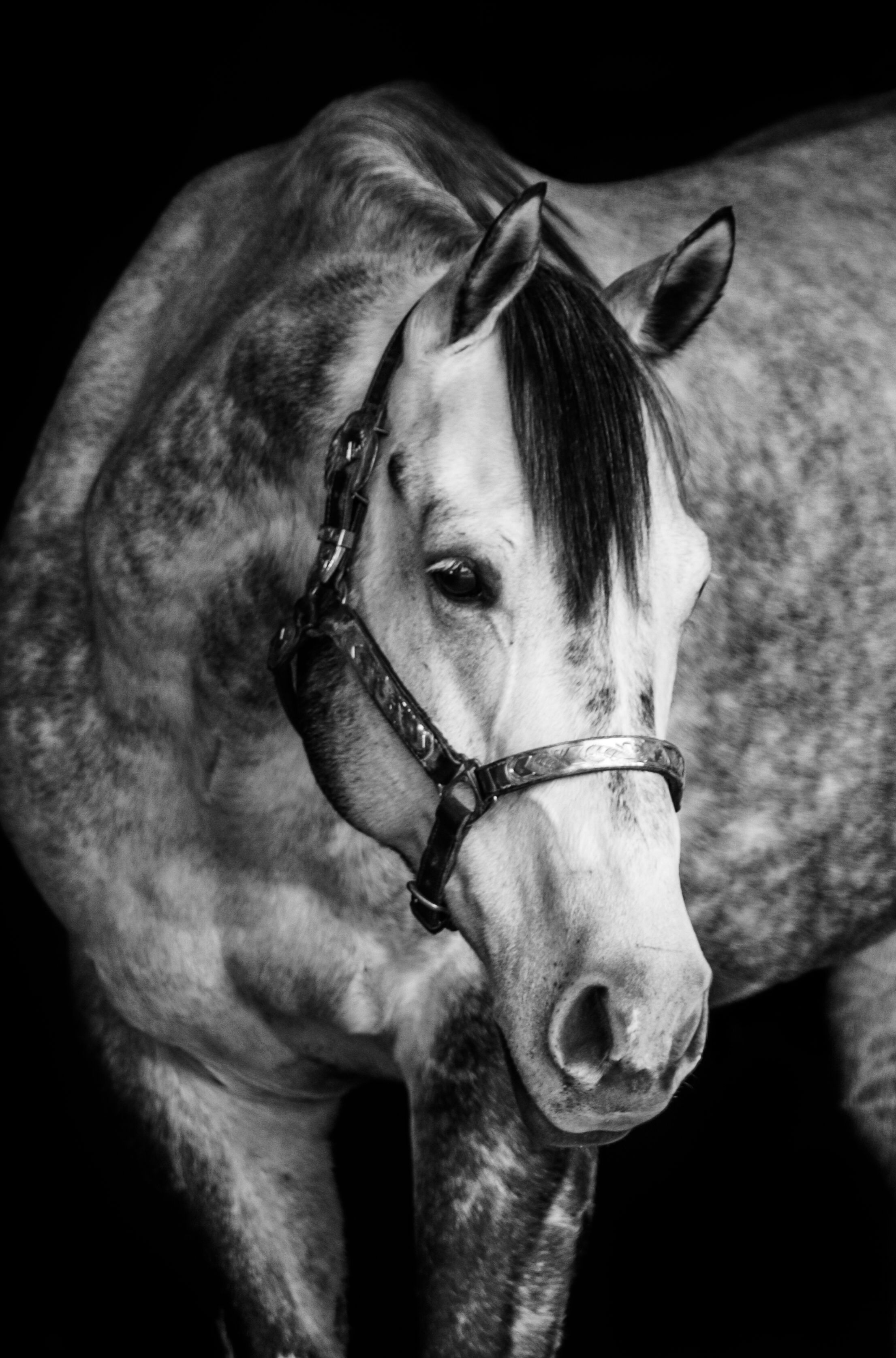 Greenville, Rockwall, Tyler, Canton, texas equine photographer, black background, fine art