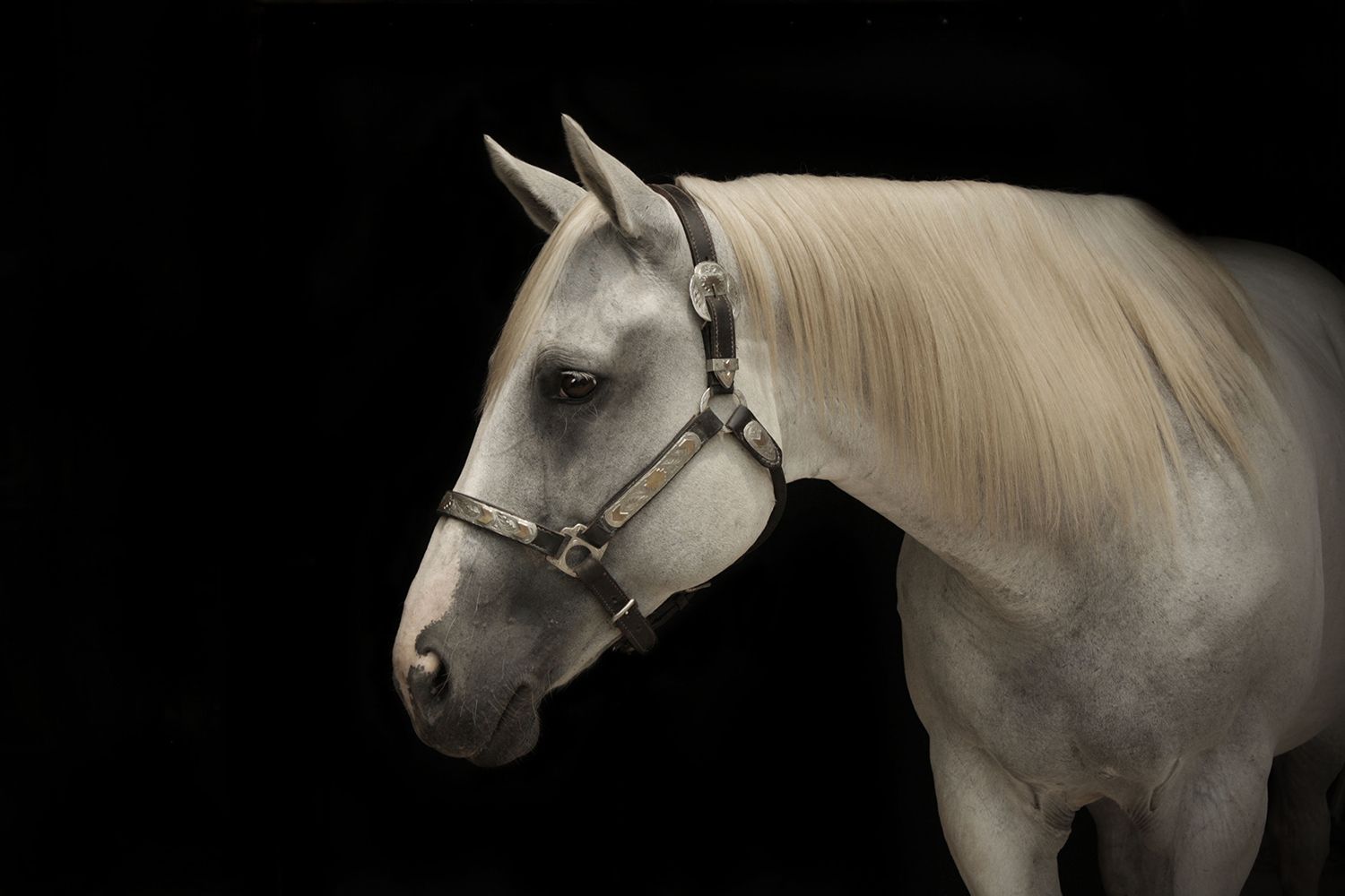grey horse on a black background
