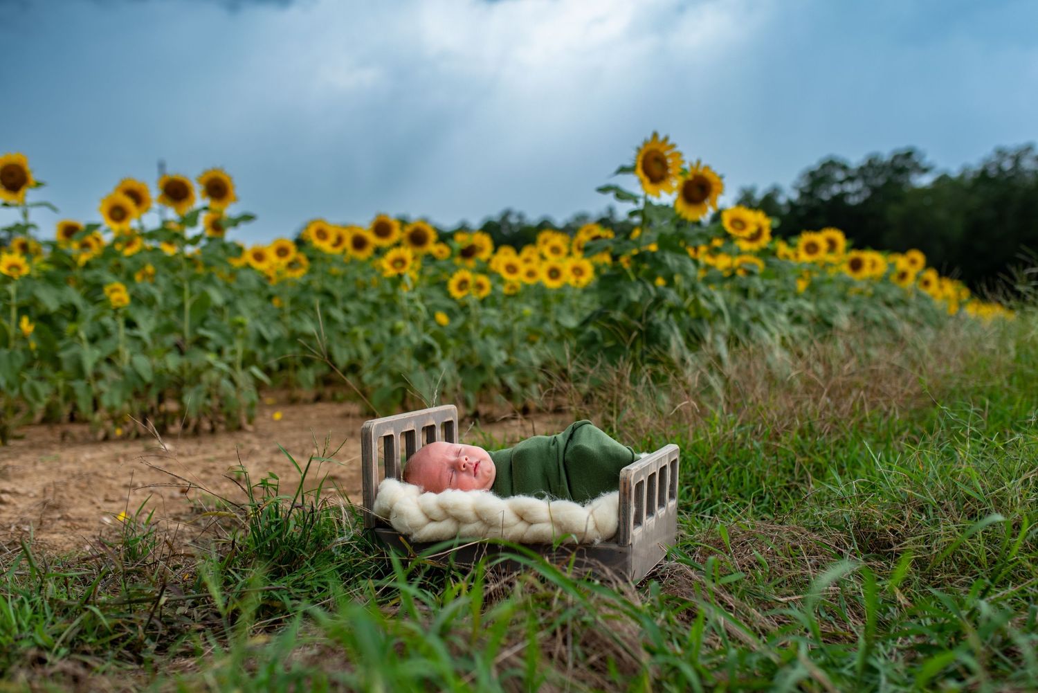 Scenic sunflower field under dramatic cloudy sky with tall yellow blooms stretching into the distance.