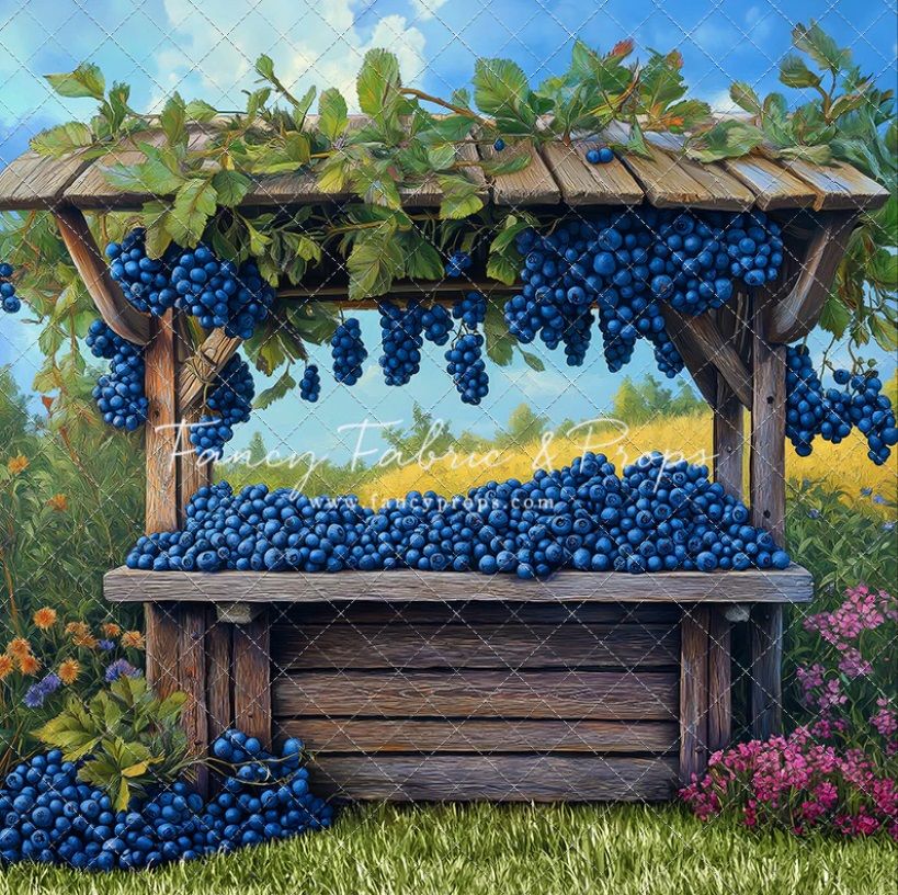 Fresh ripe purple Concord grapes hanging from rustic wooden pergola with green leaves against sunny garden background.