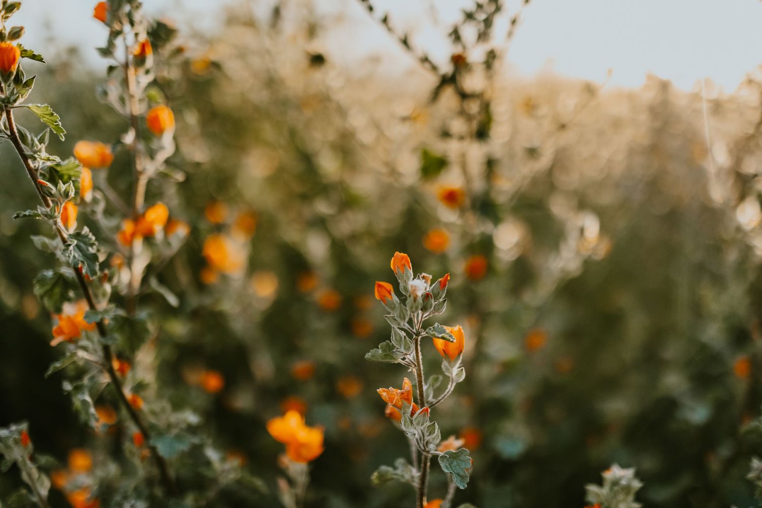 Spring wildflower family session Arizona White Mountains
