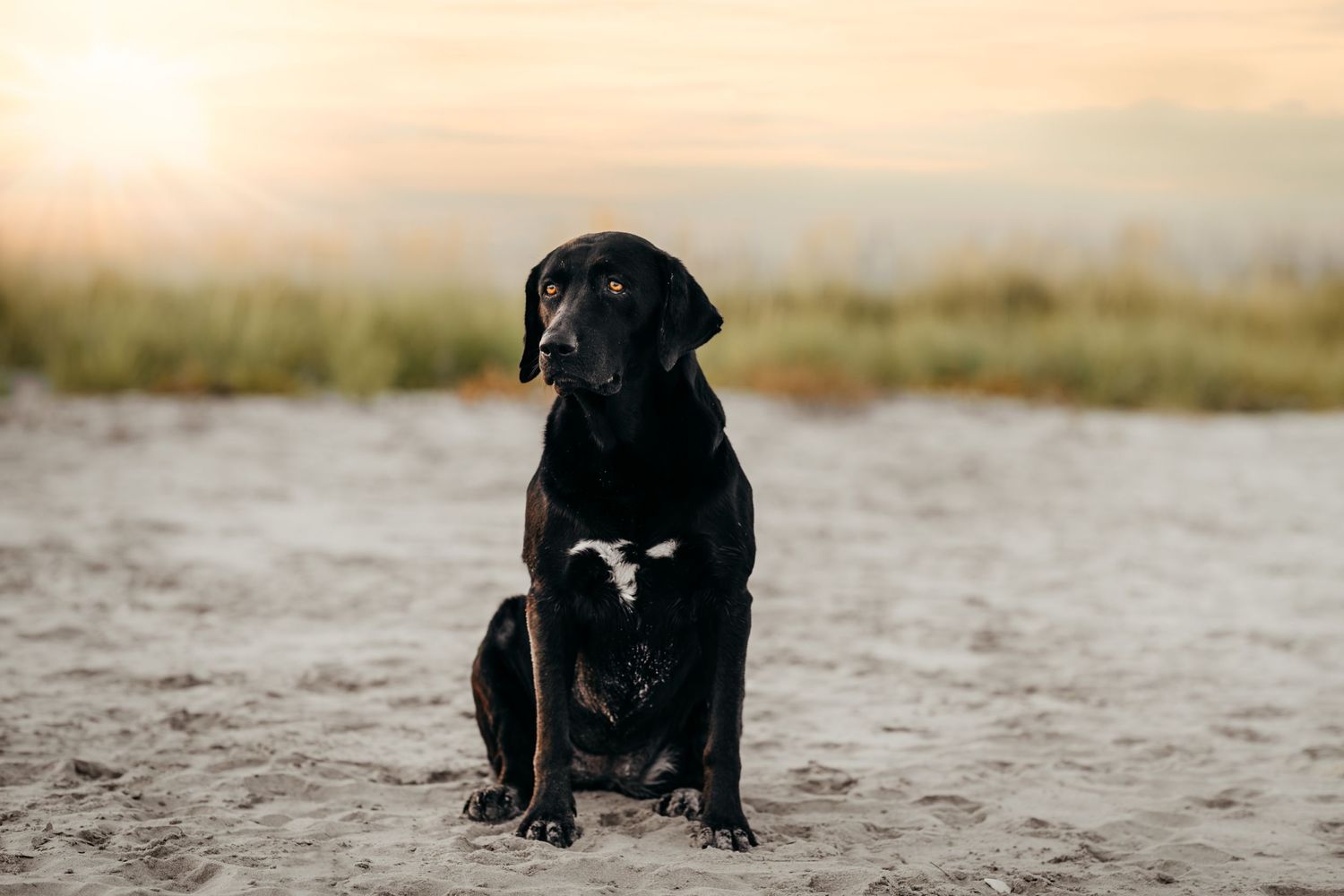 Black Labrador dog sitting on sandy beach at sunset with scenic landscape background.