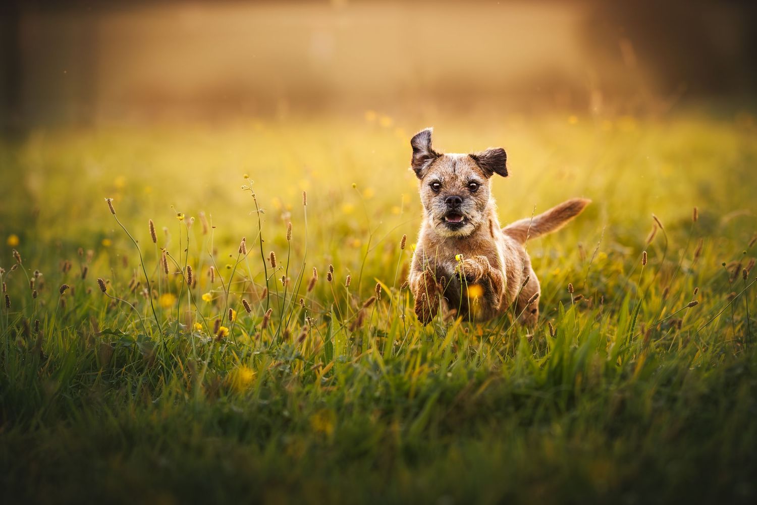 Small scruffy terrier running joyfully through golden grass at sunset.