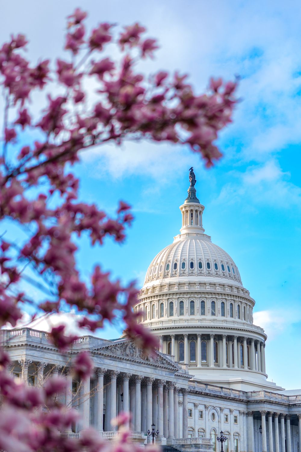 Cherry blossoms frame the United States Capitol dome against a bright blue spring sky in Washington DC.
