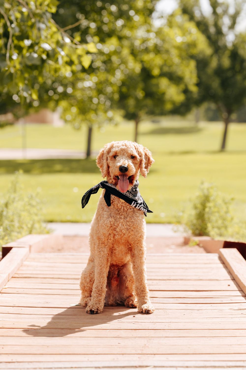 Dog in park
