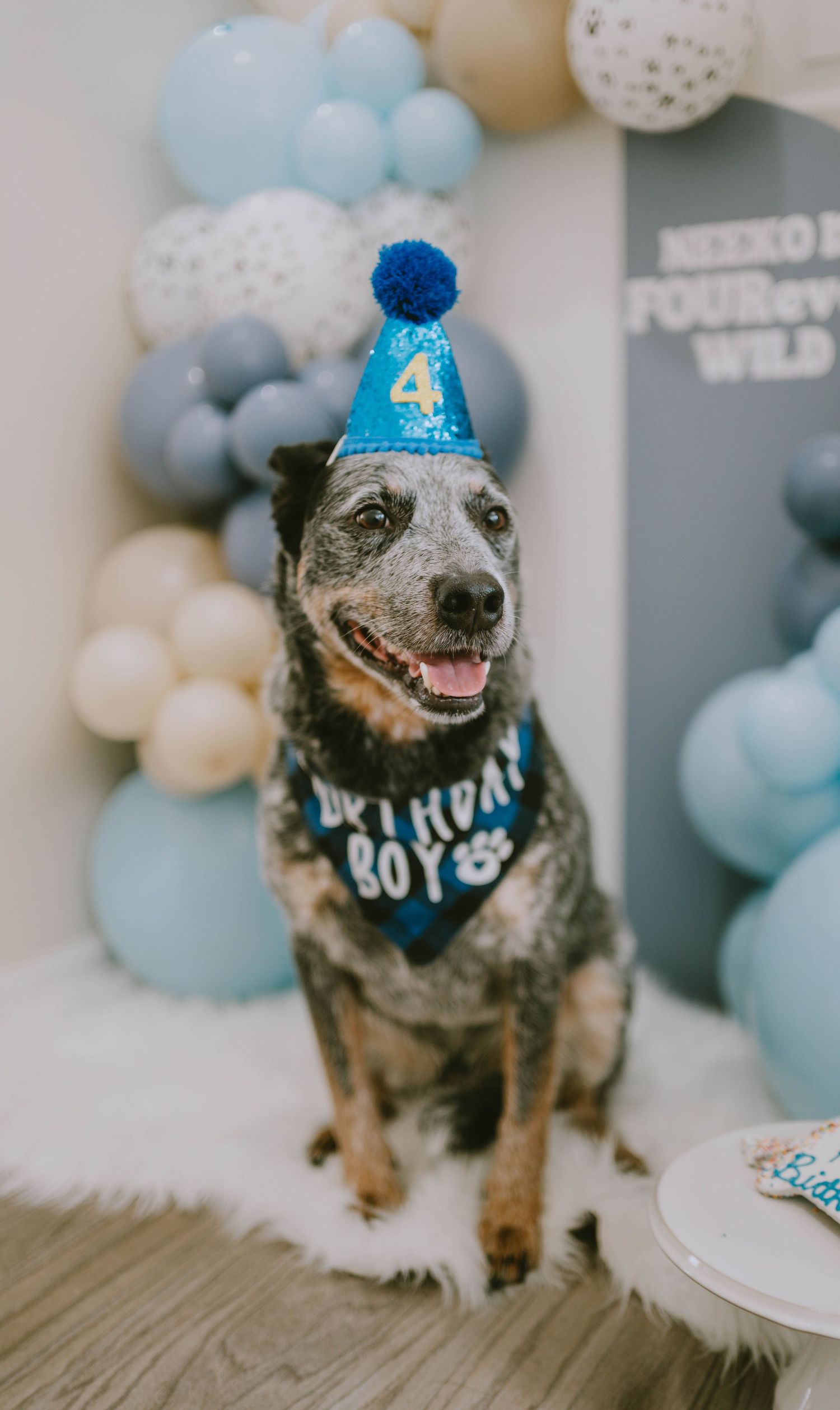 A happy Australian Cattle Dog wearing a blue birthday hat surrounded by party balloons.