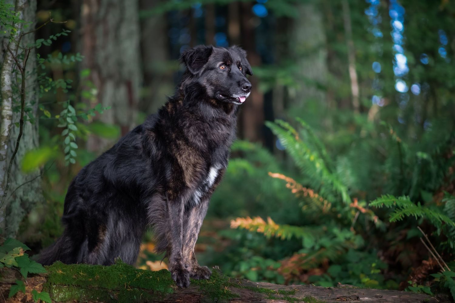 Whatcom County Animal