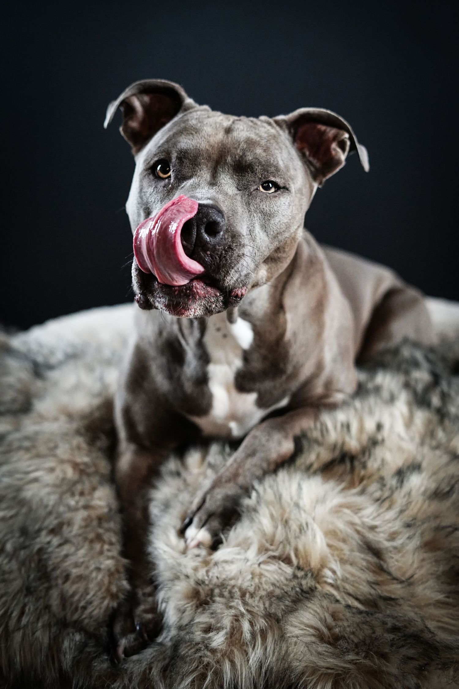 Close-up portrait of a grey pitbull with its tongue out on a furry blanket.