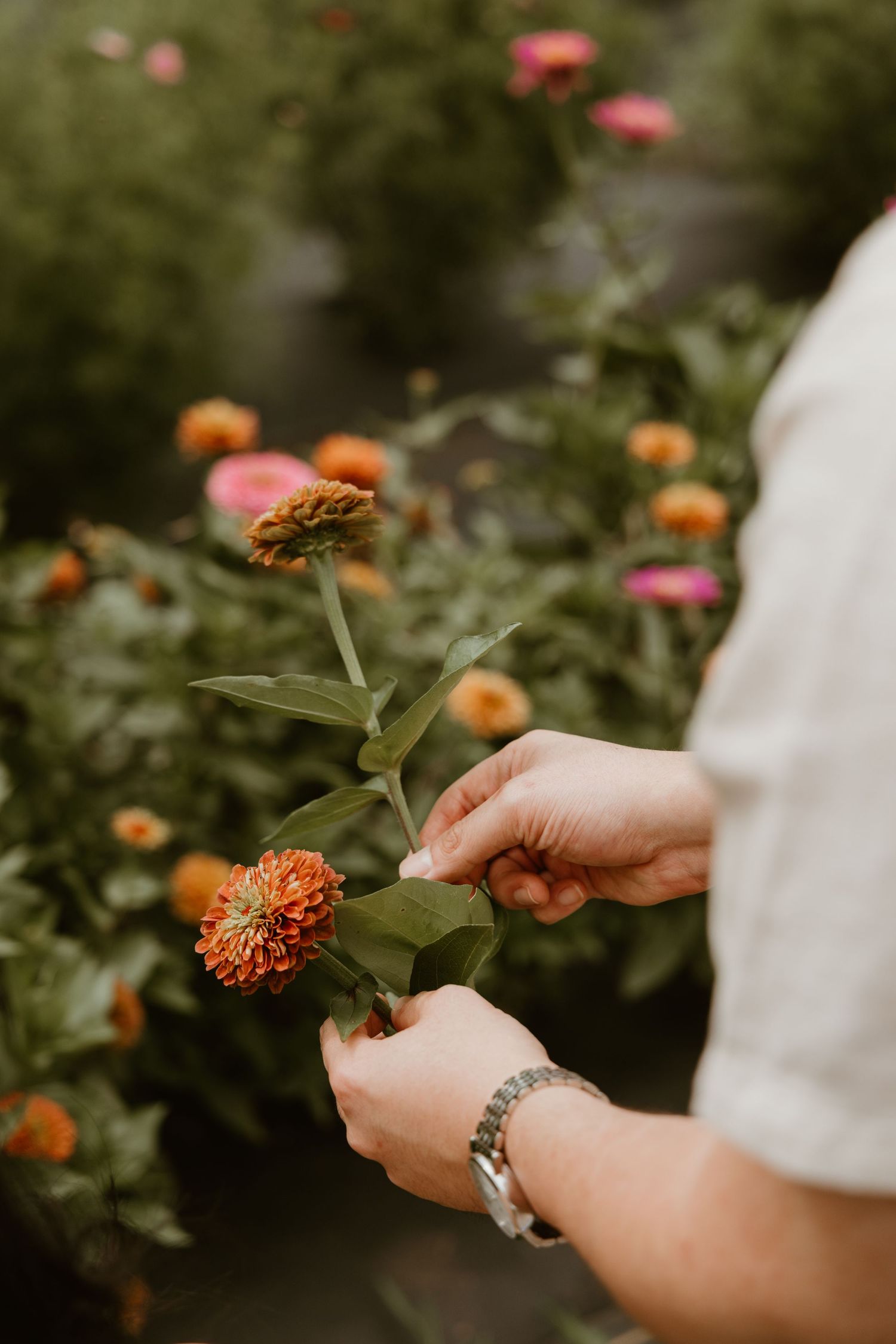 Hands holding orange zinnia flowers in a lush garden with colorful blooms in the background.
