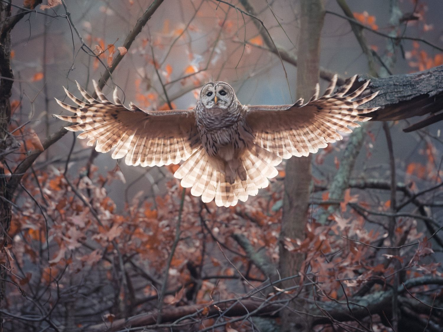 A BARRED OWL WITH WINGS SPREAD IN AN AUTUMN FOLLIAGE IN THE BACKGROUND, LIGHT SHINING THROUGH ITS WINGS