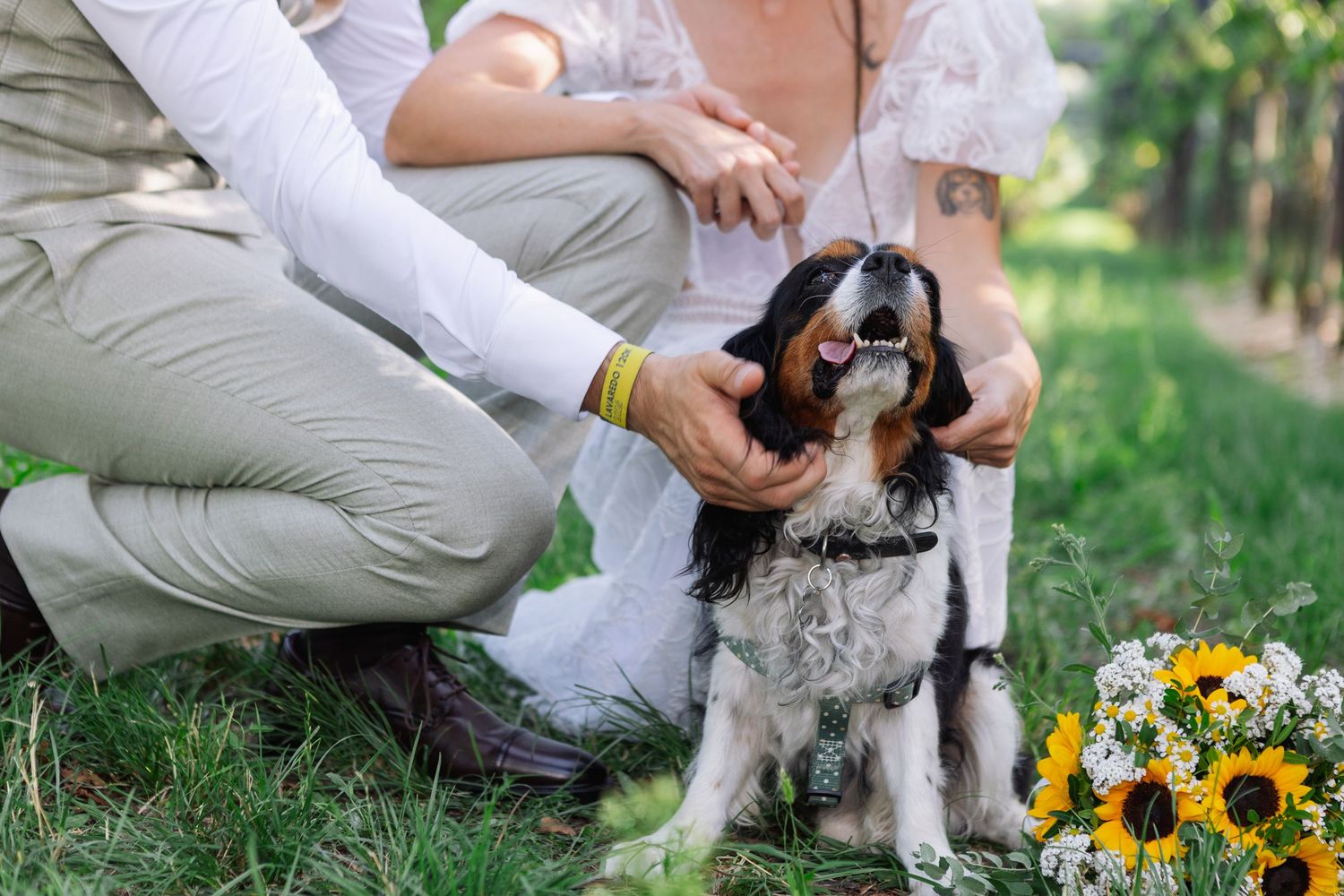 Cane degli sposi durante il servizio fotografico di matrimonio